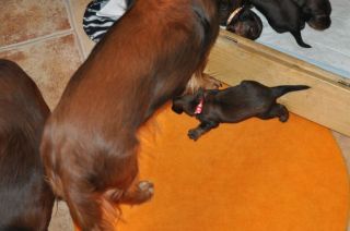 jamniki d�ugow�ose